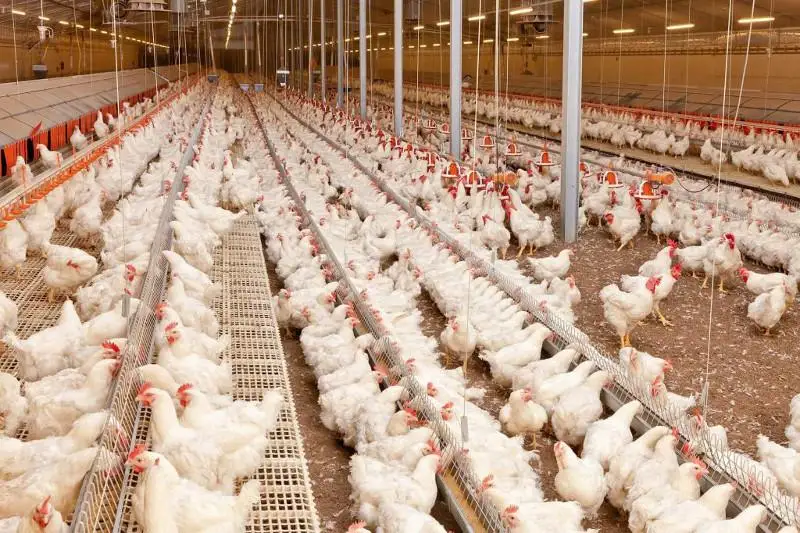 Mańǵystaýda jylyna 143 mln jumyrtqa óndiretin qus fabrıkasy salynady