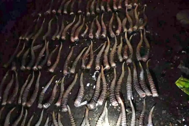 Aqtóbe oblysynda 70 bas kıikti atqan kúdiktiler ustaldy