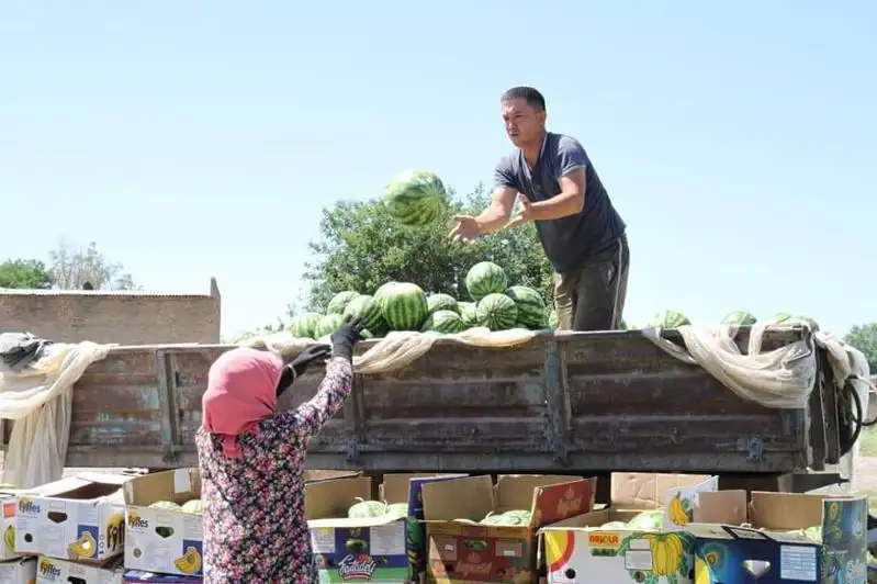 Maqtaaraldyq dıqandar 1 myń tonna qarbyz eksporttady