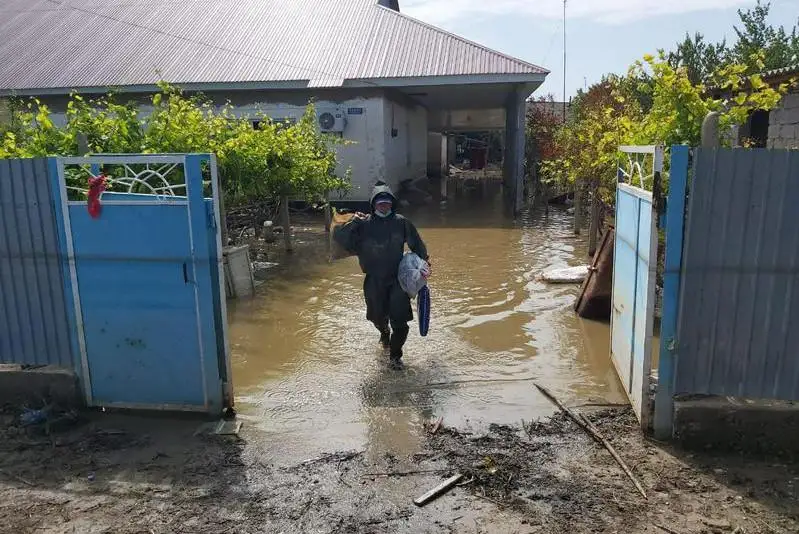 Sý tasqyny bolǵan eldimekenderde maldyń óleksesin jeıtin shıbóriler kóbeıgen