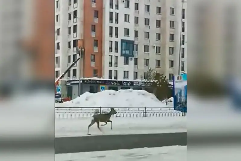Елорда: ЭКСПО жақта елік шауып жүр