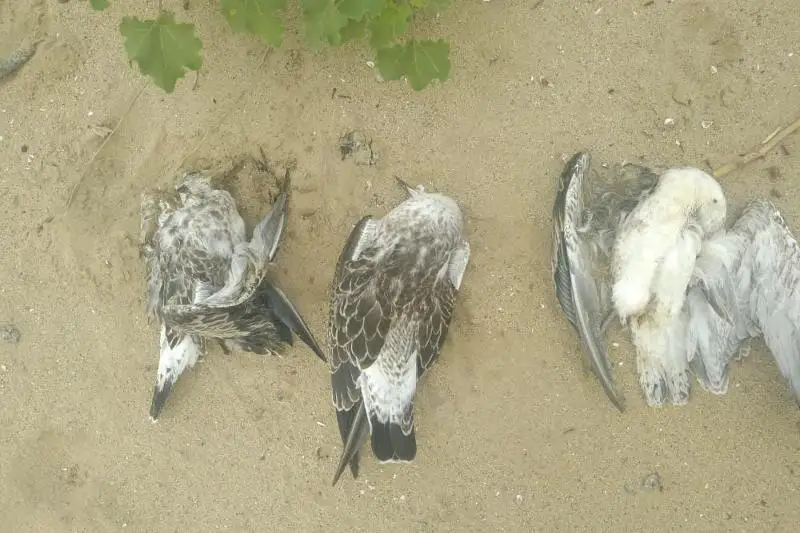 Aqtóbe sý qoımasynda qustar qyrylyp qaldy