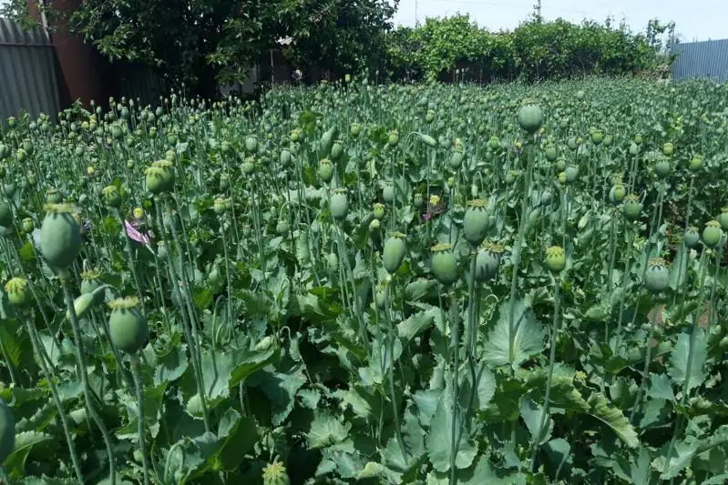 Кәрі ханымдарда үлкен қынаптар бар