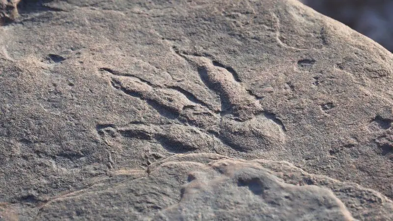 Ұлыбританияда 4 жасар қыз динозавр табанының ізін тауып алған