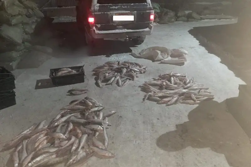 Qaraǵandy oblysynda zańsyz aýlanǵan 4 tsentner balyq tárkilendi
