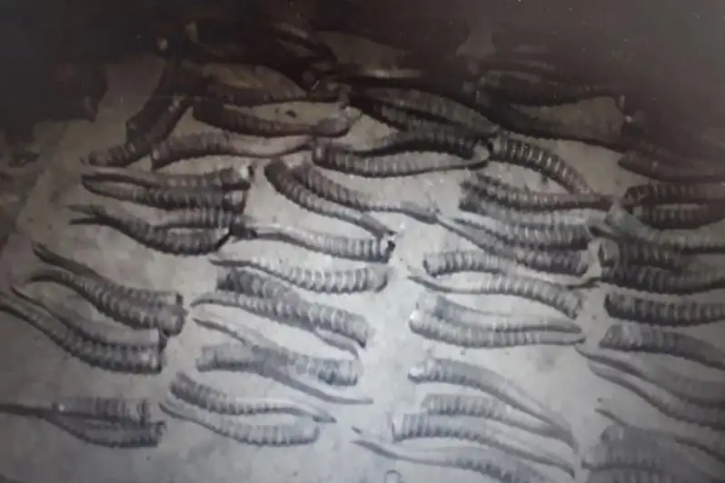 БҚО-да төрт тұрғын 227 дана киік мүйізімен ұсталды