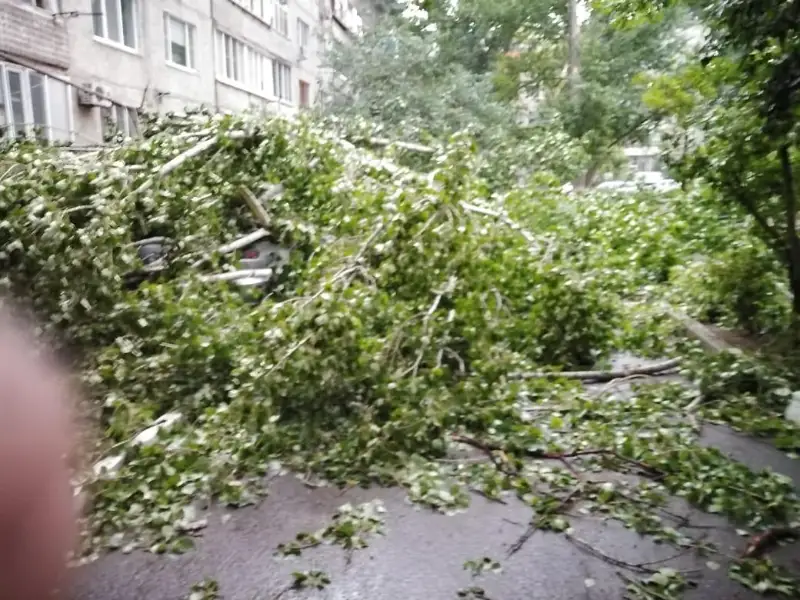 Оралда қатты желден теректер құлап, автокөліктерді басып қалды