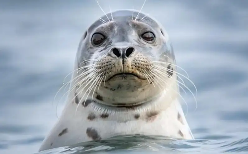 里海生物资源保护