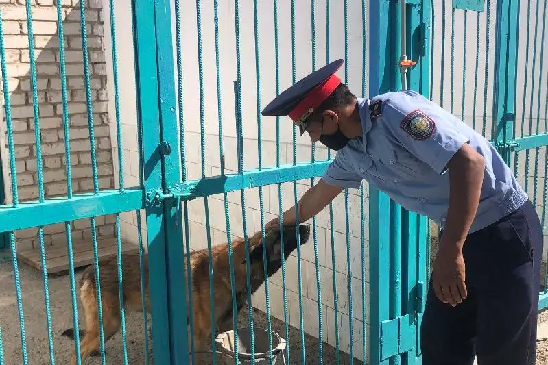 Itti ózińe baǵyndyrý, aıtqanyńdy buljytpaı oryndatý ońaı emes- kınolog Shýaq Balǵabekuly