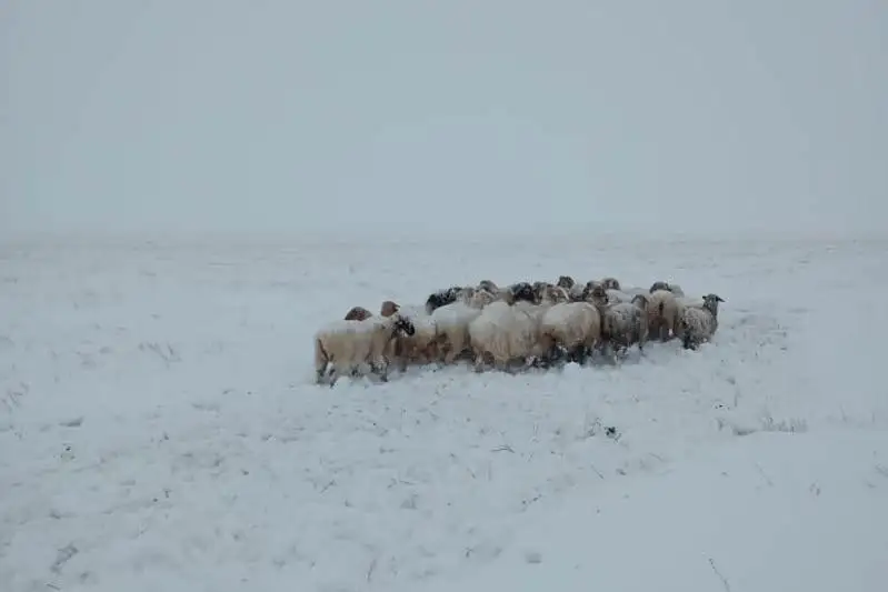 ShQO-da eki qoıshy boranda adasyp ketti