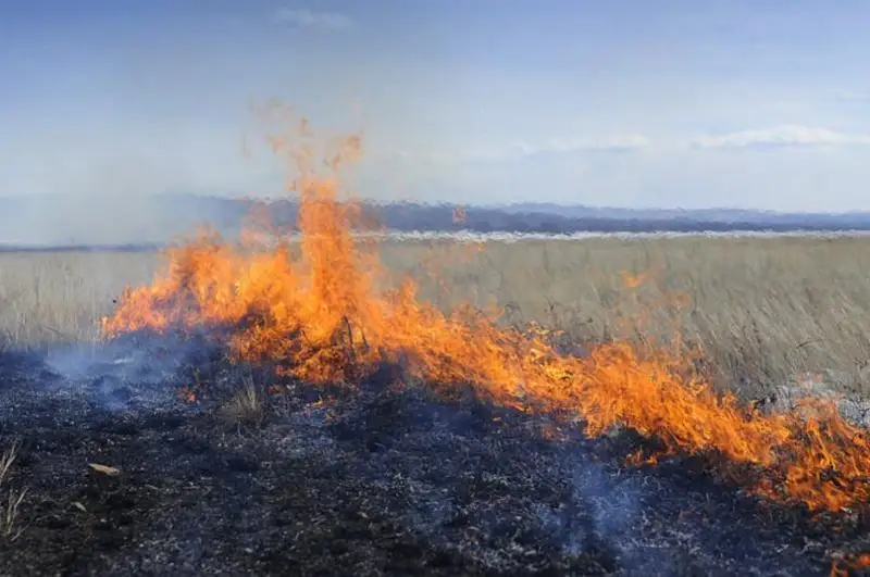 ШҚО-да дала өртінің 46 пайызы тұрғындардың абайсыздығынан шығады