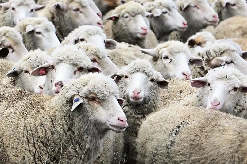 Atyraýlyqtar qurban shalý úshin 51 qoı, 40 toqty jáne 6 eshkige tapsyrys bergen