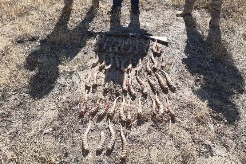 Aqtóbeliktiń úıinen 44 dana kıik múıizi tárkilendi