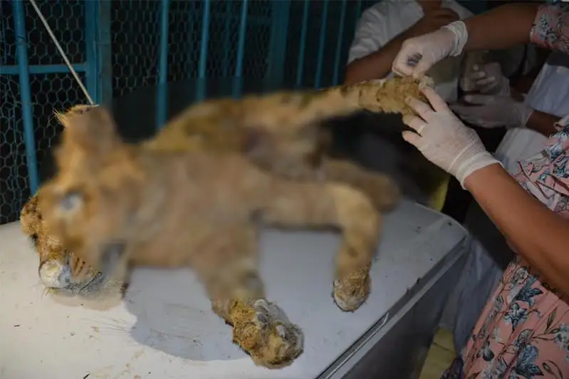 Almaty zoobaǵy arystannyń ólgen kúshigine baılanysty túsinik berdi