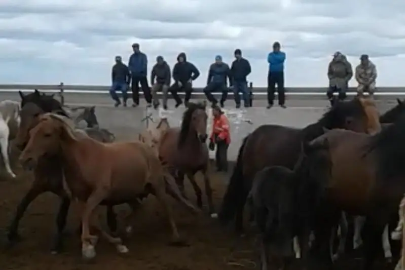 Атыраудан жоғалған жылқылар көршілес облыстан табылып жатыр