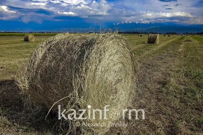 Prezıdent barlyq aýyl sharýashylyǵy jerlerine aýdıt júrgizýdi tapsyrdy