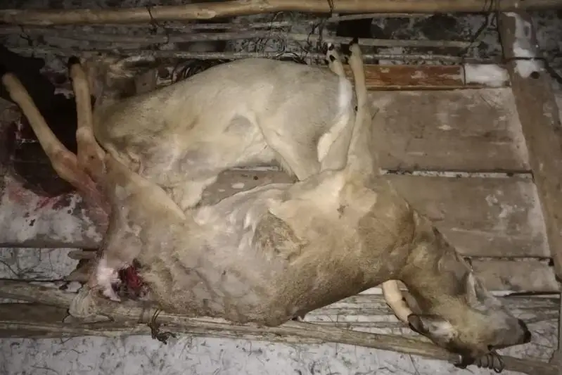 Батыс Қазақстанда төрт елікті өлтірген тұрғын ұсталды