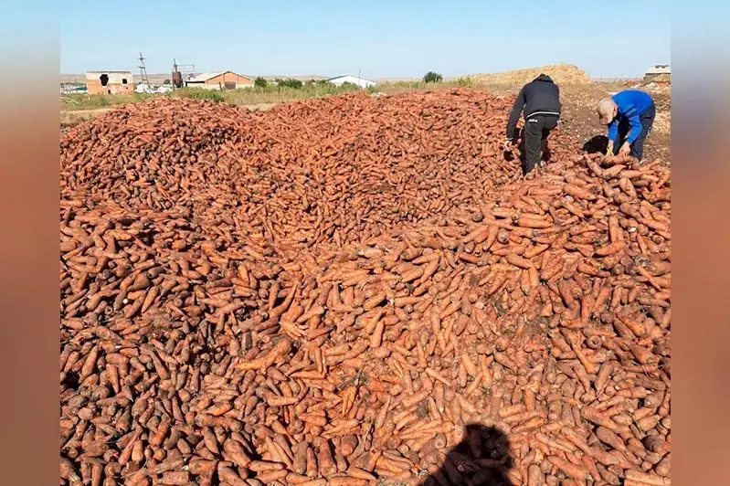 Aqtóbe polıtsııasy dalada shashylǵan sábizge qatysty túsinik berdi
