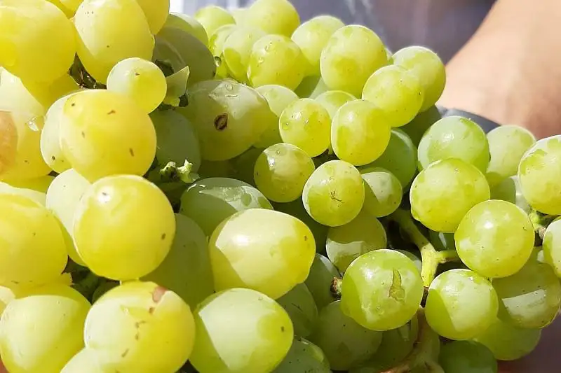 Túrkistan oblysynda fermer júzimnen jylyna 150 mln teńge tabys tabady