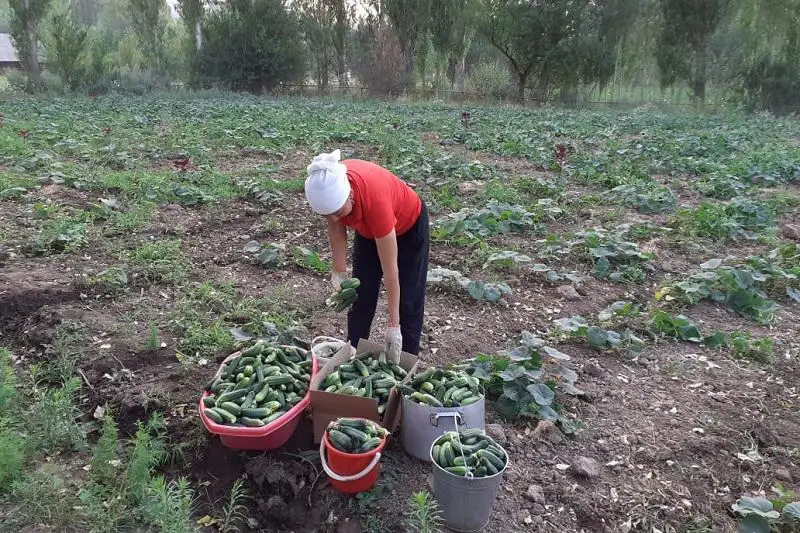 AÁK alǵan túlkibastyq ana kókónisten alǵashqy ónimin jınady