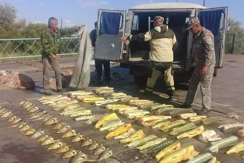 260 keli bekire balyǵyn aýlaǵan brakonerler ustaldy