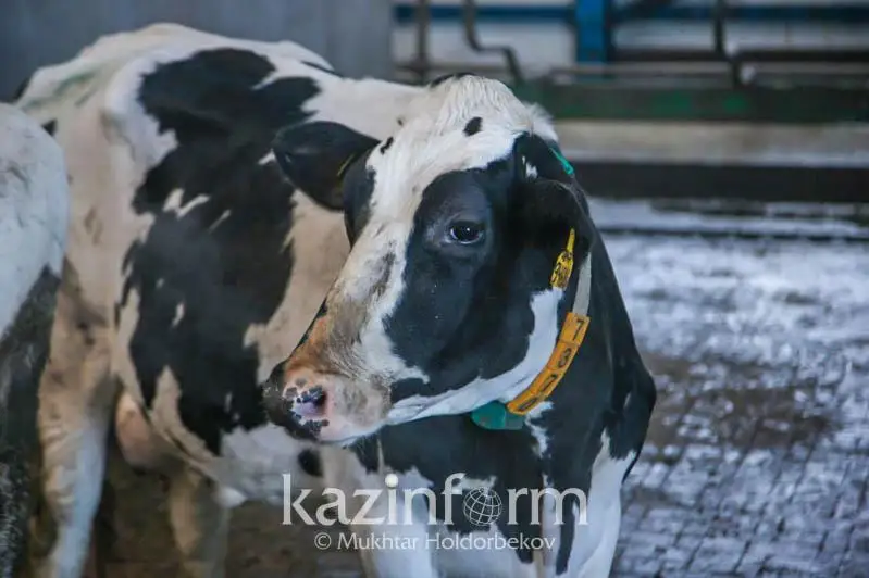 Qaraǵandy oblysynda bıyl jańa mal sharýashylyq kesheni iske qosylady