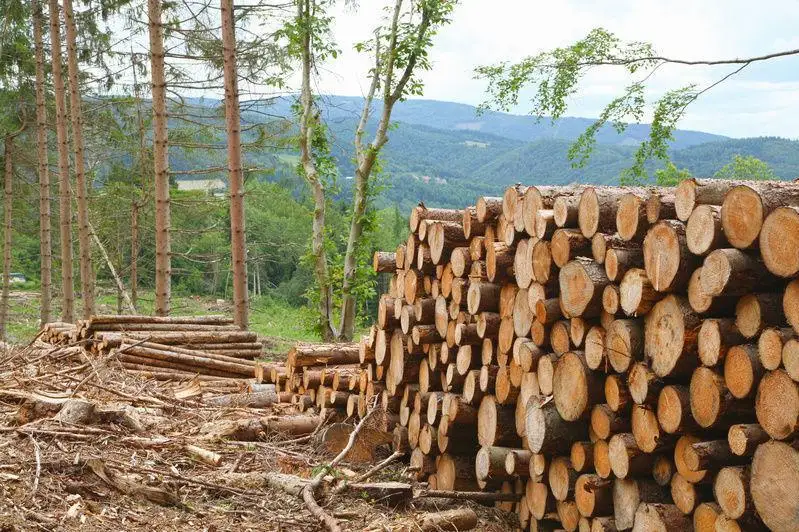 Shyǵys Qazaqstanda orman sharýashylyǵy salasynda 545 maman jetispeıdi