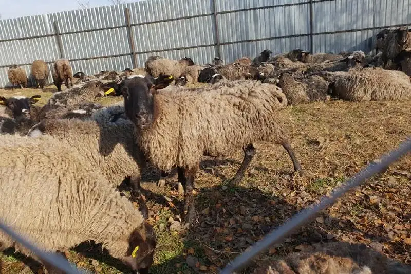 Jambyl oblysynda avtokólik bir otar qoıdy basyp ketti