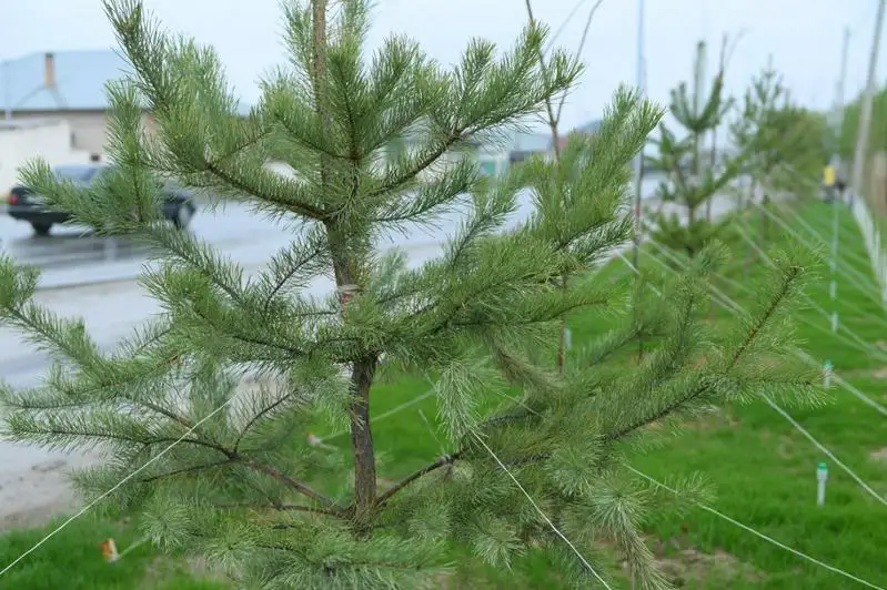 Túrkistanda 8 myń gektar aýmaqqa aǵash otyrǵyzyldy