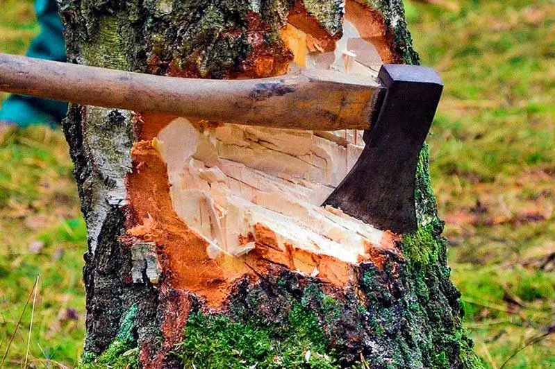 Qora salý úshin 33 qaraǵaı kesip alǵan adam jaýapkershilikke tartyldy