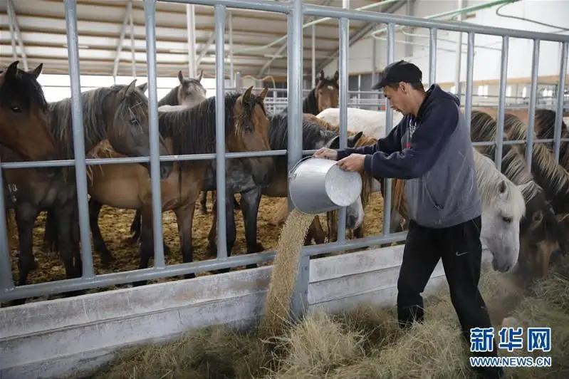Qazaqstannyń qurǵaq saýmaly men shubaty úlken suranysqa ıe – Qytaılyq BAQ