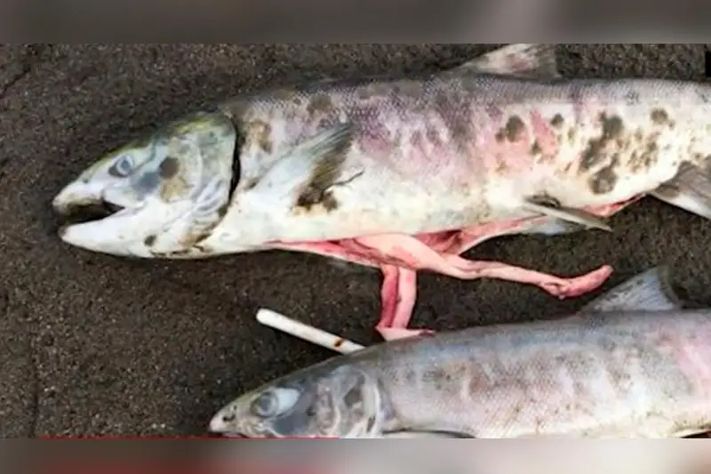 Аляскада аптап ыстықтан балықтар қырылып жатыр