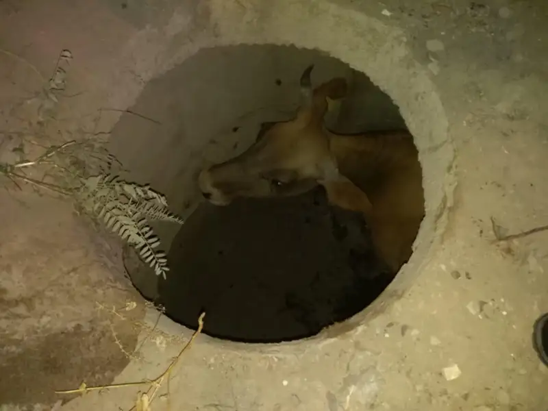 Almaty oblysynda káriz júıesiniń qudyǵyna qulaǵan sıyr qutqaryldy