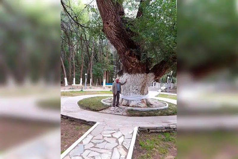 Tarıhy tereń, qasıeti eren - Kıeli aǵash