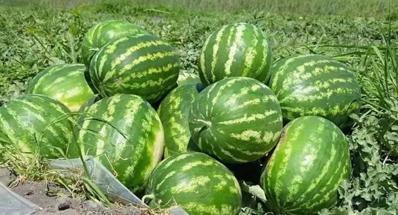 Jetisaılyq dıqandar bıyl 457 myń tonnadan astam qaýyn men qarbyz jınady