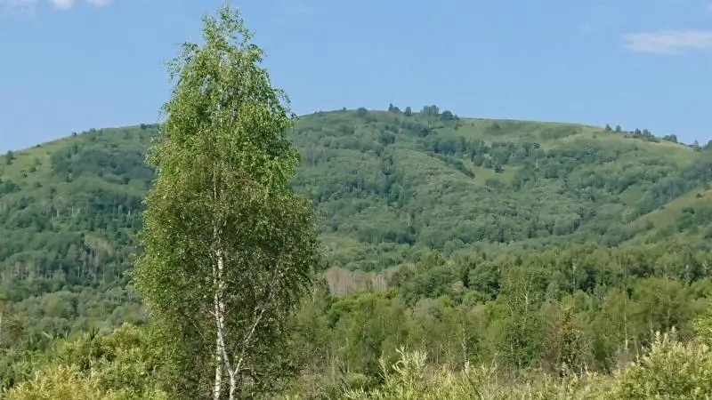 Pavlodar oblysynda aǵash otyrǵyzý jobasy bastalady