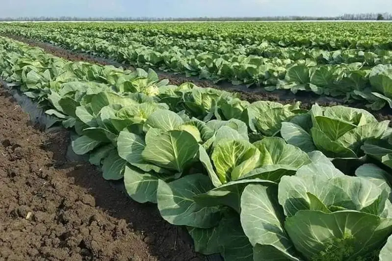 Aqpan aıynda jetisaılyq dıqandar 120 tonna qyryqqabat jınady
