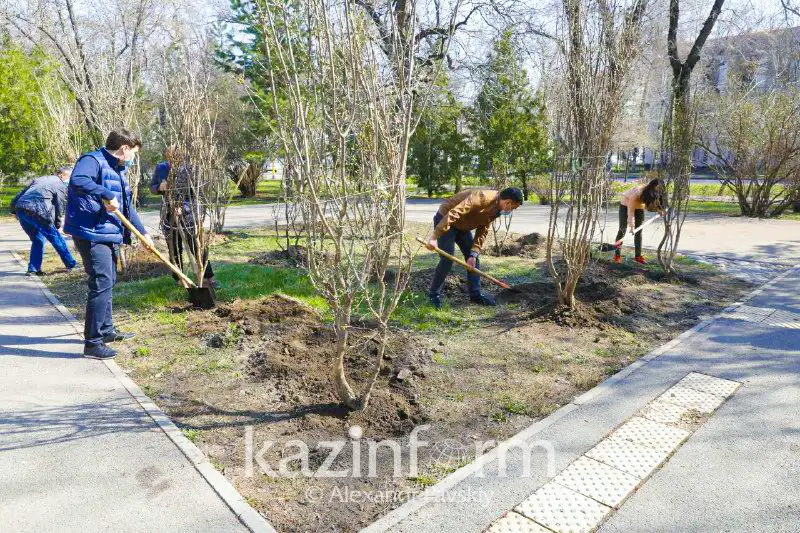 Almatyda medıtsına qyzmetkerleriniń qurmetine mamyrgúl kóshetteri otyrǵyzyldy