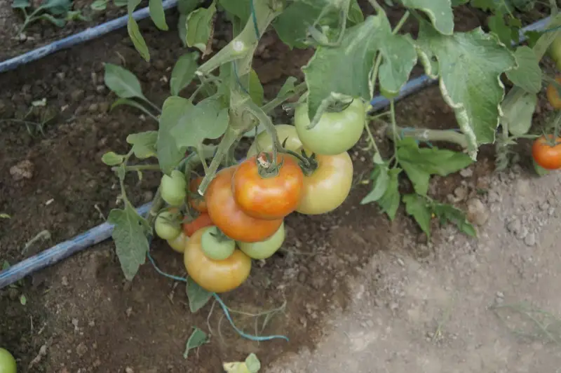 Продовольственный пояс создают вокруг Туркестана