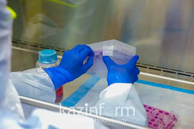 Разрабатываемые в Казахстане векторные вакцины от КВИ проходят доклинические исследования