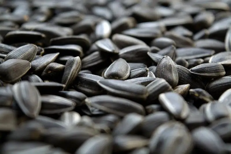 Кража 20 тонн семечек раскрыта в ВКО