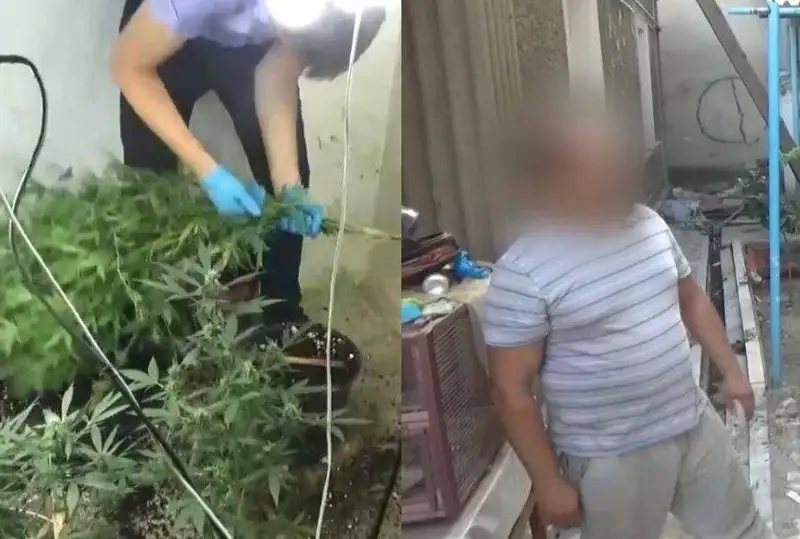 Фитолабораторию по выращиванию конопли ликвидировали в Шымкенте