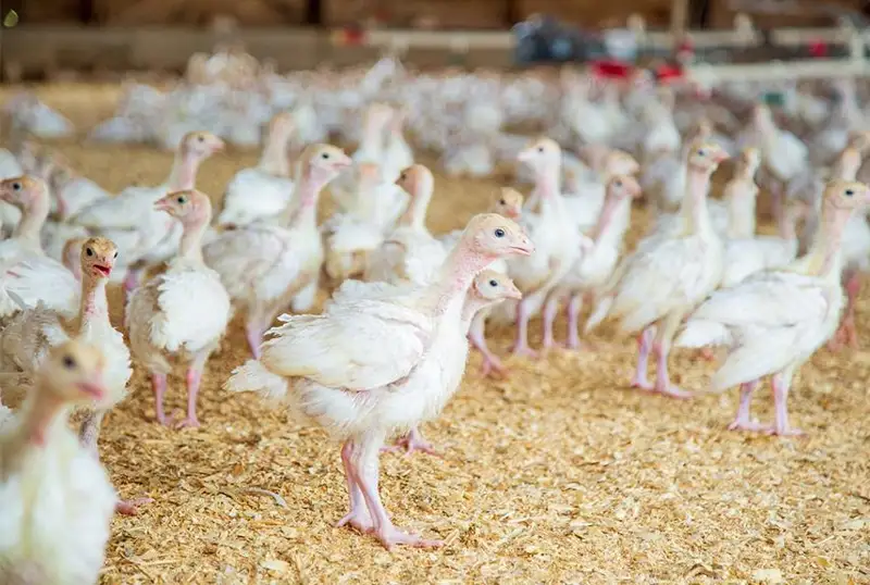 Птицефабрики области Абай недополучили госсубсидии на 500 млн тенге
