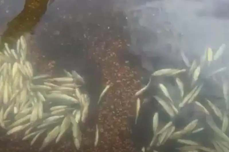 Причину гибели мальков в озере Бурабай выяснят экологи