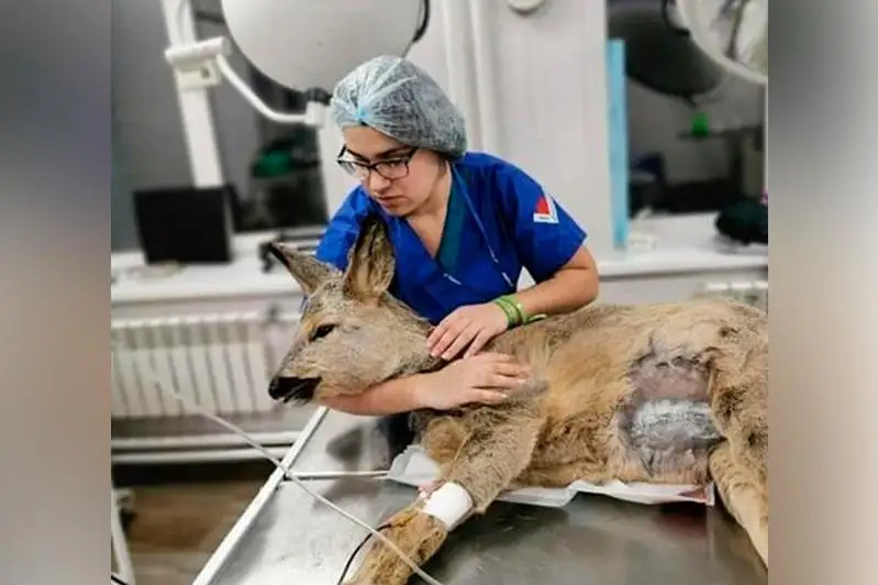 Попавшая под колеса автомобиля косуля  погибла в Усть-Каменогорске