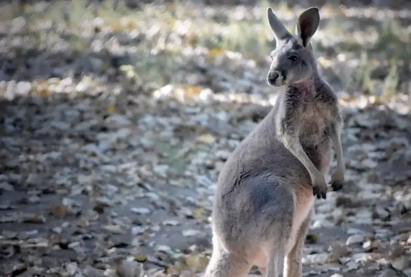Рост популяции кенгуру - угроза Австралии