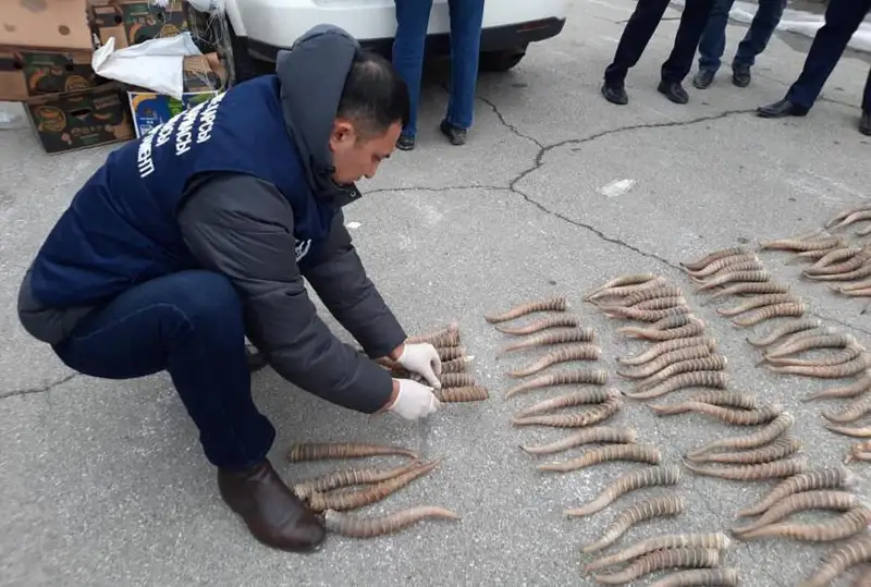 Рога сайгака на 6 млрд тенге изъяли у браконьеров в Атырау