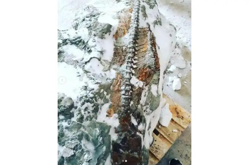 Полный скелет жившей 20 млн лет назад рыбы нашли в Костанайской области