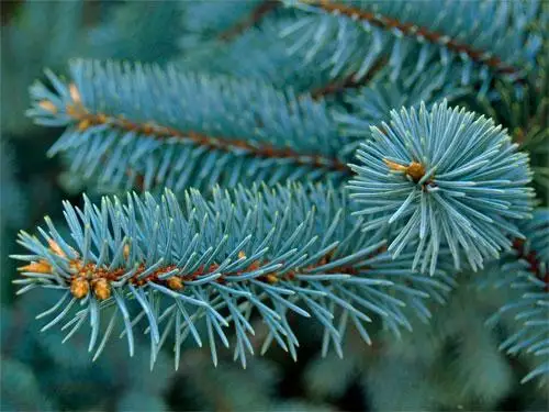 Голубую ель получат к Новому году жители Атырау