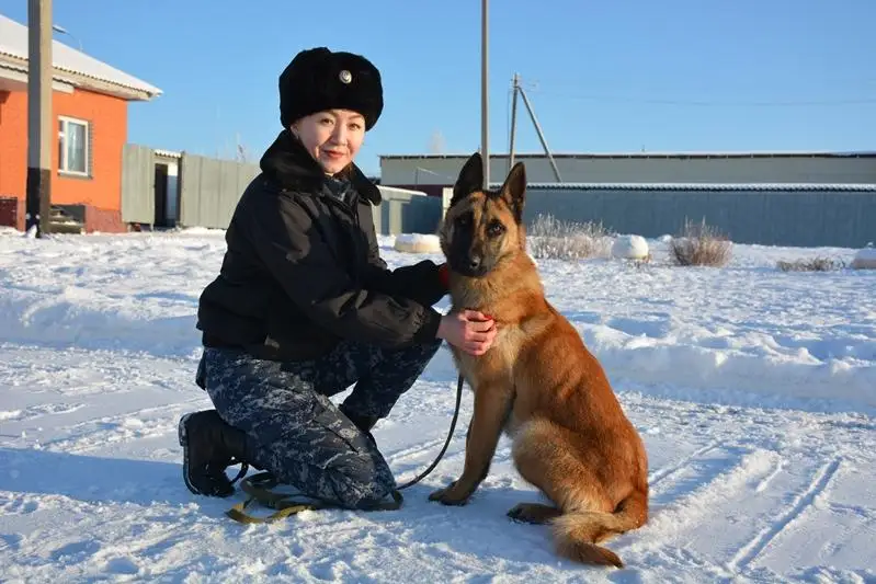 Девушка-кинолог и ее собака Чарли борются против наркотиков в СКО